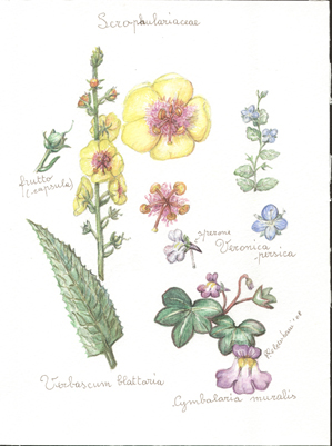 Scrophulariaceae